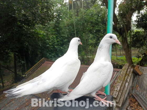 কালদম জিরো বেবি